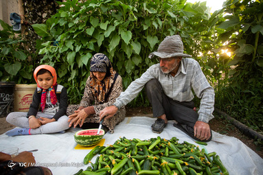 برداشت خیار از مزارع همدان