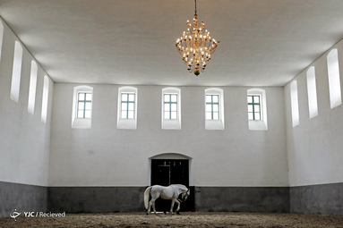 یک اسب در سالن سوارکاری در جمهوری چک