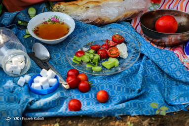 برداشت آلوی قطره طلا