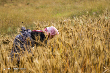 برداشت سنتی گندم