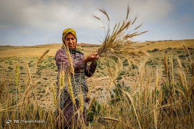 برداشت سنتی گندم