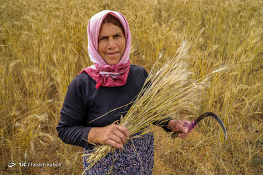 برداشت سنتی گندم