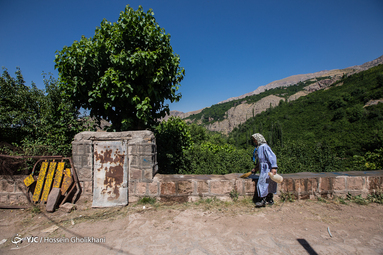 ایرانِ ما؛ روستای فشک از توابع الموت استان قزوین/ مرکز فندق و ذغال اخته ایران
