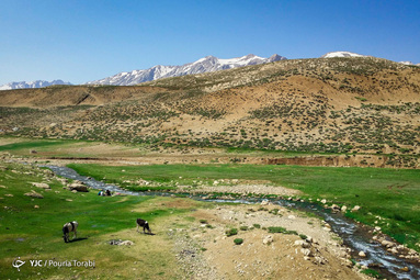 دامپروری در کوهرنگ