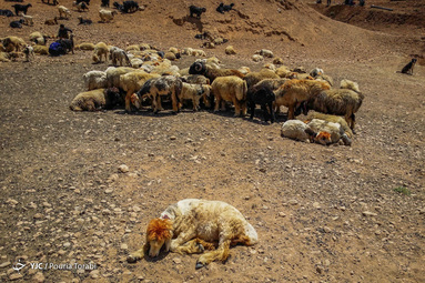 دامپروری در کوهرنگ