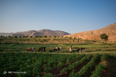 دامپروری در کوهرنگ
