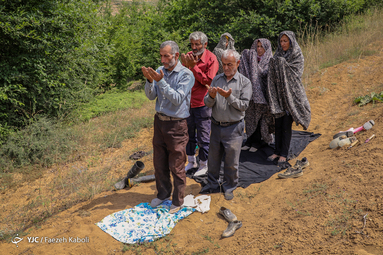 برداشت سنتی گندم