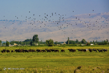 مسافران تابستانی در چیچست؛ دریای آب شور چیچست همان نام کهن و باستانی دریاچه ارومیه یا دریاچه کبودان در شهر ارومیه است