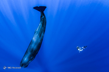 منتخب تصاویری از نهنگ‌ها