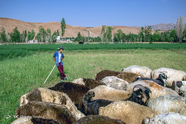 پسری که به همراه خانواده ی خود از اهواز به روستای مهدی آباد کوهرنگ آمده ، اوقات فراغت خود را با چراندن گوسفندان میگذراند، روستای مهدی آباد