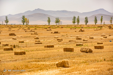 کشاورزان، جهادگران عرصه خودکفایی