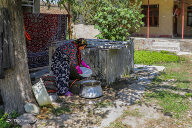 شیره انجیر