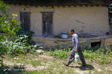 شیره انجیر