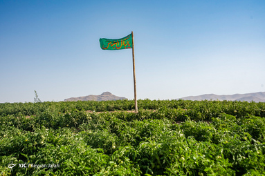 بیرق رزق