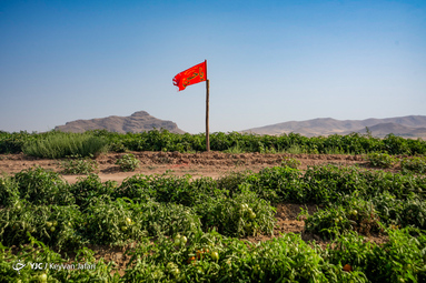 بیرق رزق