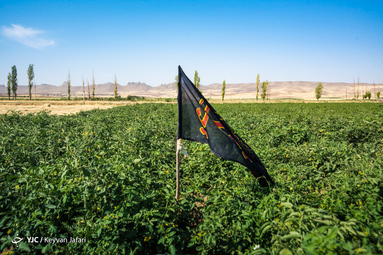 بیرق رزق