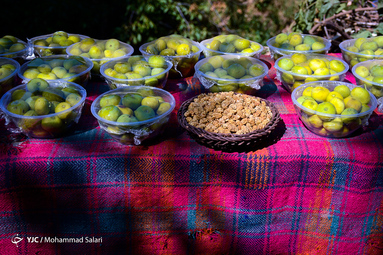 جشنواره توت و انجیر در روستای گردشگری گلال از توابع شهرستان پاوه استان کرمانشاه