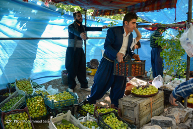 جشنواره توت و انجیر در روستای گردشگری گلال از توابع شهرستان پاوه استان کرمانشاه