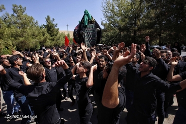 آیین سنتی وداع نخل‌های روستاهای خاوه اردهال و علوی ظهر روز عاشورا در مشهد اردهال