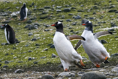 Andre B. Erlich Neko Island, South Georgia