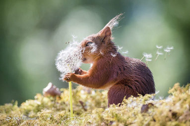 red squirrel