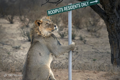 Kgalagadi Transfrontier Park, South Africa