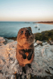 Rottnest Island, Australia