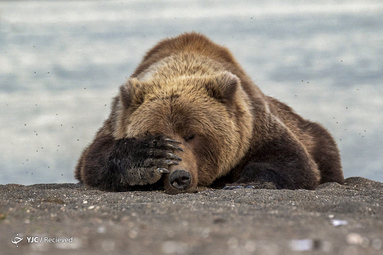 Brown Bear. Location of shot: Alaska