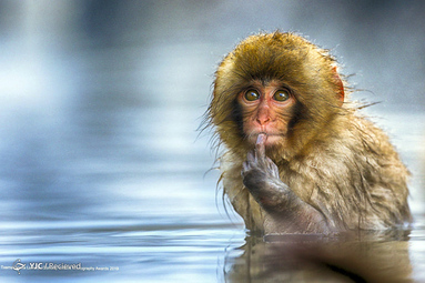 snow monkey (Macaca fustata). Japan