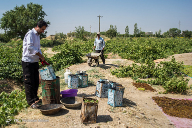 برداشت انگور در تاکستان قزوین به صورت دستی انجام می شود