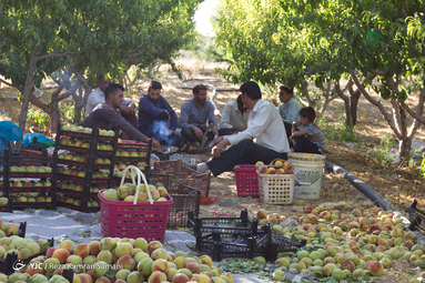 برداشت هلو در باغات سامان
