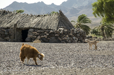 محرومیت در پتکی