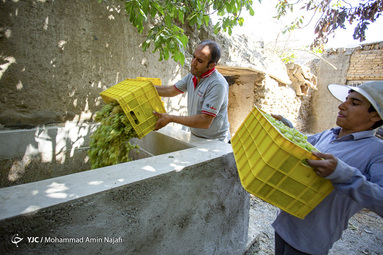 برداشت انگور، پخت شیره، استحصال کشمش‎