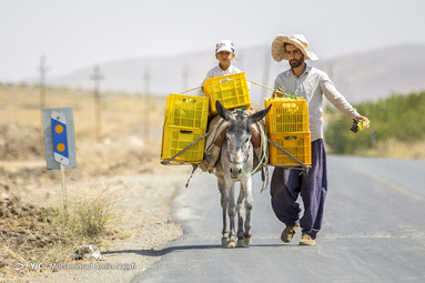 برداشت انگور، پخت شیره، استحصال کشمش‎