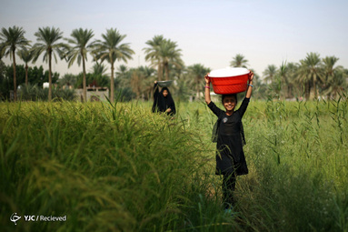 پیاده روی اربعین حسینی از مسیر مشهور شط فرات و نخلستانی طریق العلماء