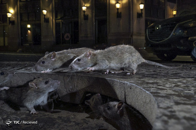 برگزیدگان مسابقه عکاسی Wildlife در سال 2019