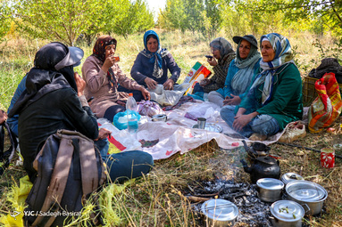برداشت سیب درختی در باغات سمیرم توسط کارگران