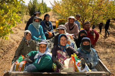 برداشت سیب درختی در باغات سمیرم توسط کارگران