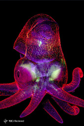 جنین Octopus bimaculoides توسط Martyna Lukoseviciute و دکتر Carrie Albertin