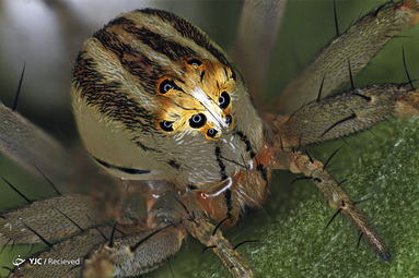 عنکبوت ماده Oxyopes dumonti (سیاهگوش) توسط آنتوان فانک