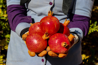 برداشت انار در شهرضا