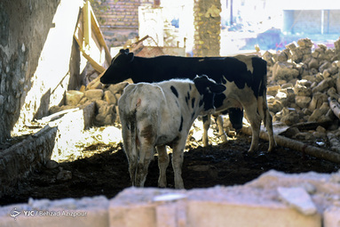 خسارات زلزله در روستای ورنکش