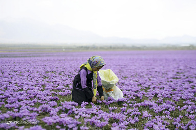 مزرعه زعفران در تربت حیدریه ، استان خراسان رضوی، ایران
