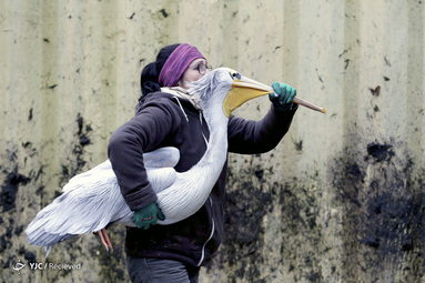 یک باغ وحش حامل یک pelican برای انتقال آن به محوطه زمستانی خود در باغ وحش Dvur Kralove در Dvur Kralove nad Labem ، جمهوری چک