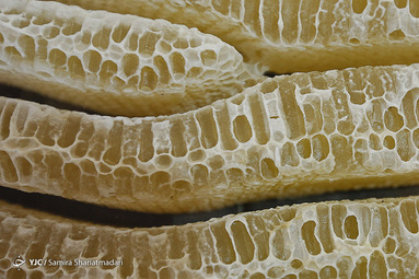 نوزدهمین نمایشگاه صنعت لوازم خانگی و خشکبار
