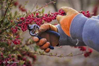 چیدن و تمیزکردن زرشک با وجود تیغ های بزرگ بسیار سخت و طاقت فرسا است