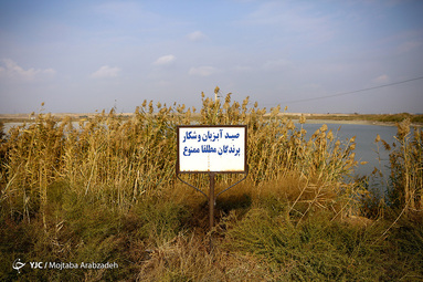 مهاجرت پرندگان به تالاب عشق آباد
