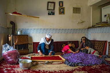 برداشت زعفران در تربت حیدریه