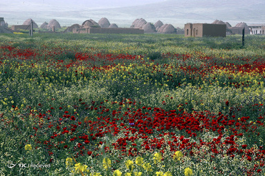 سوریه