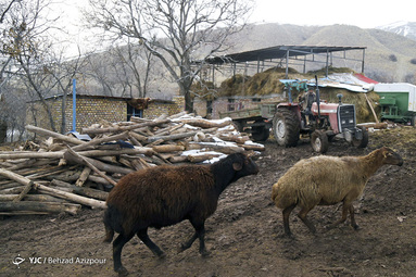 روستای ورنکش یک ماه پس از زلزله